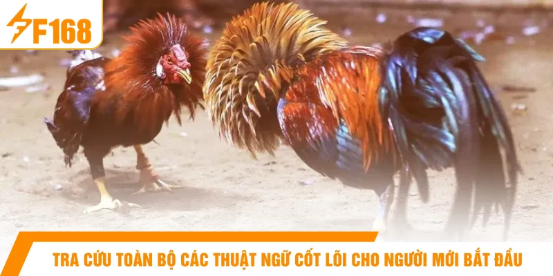 Tra cứu toàn bộ các thuật ngữ cốt lõi cho người mới bắt đầu