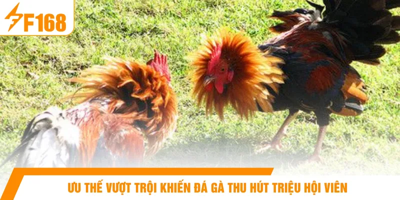 Ưu thế vượt trội khiến đá gà thu hút triệu hội viên